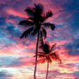 Icona del programma: Palm Tree Wallpaper